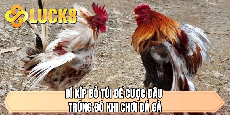Bí kíp bỏ túi để cược đâu trúng đó khi chơi đá gà 