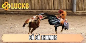 đá gà Thomor
