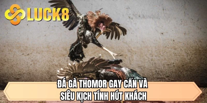 Đá gà Thomor gay cấn và siêu kịch tính hút khách 