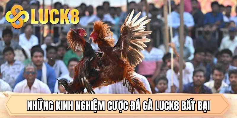 Những kinh nghiệm cược đá gà LUCK8 bất bại
