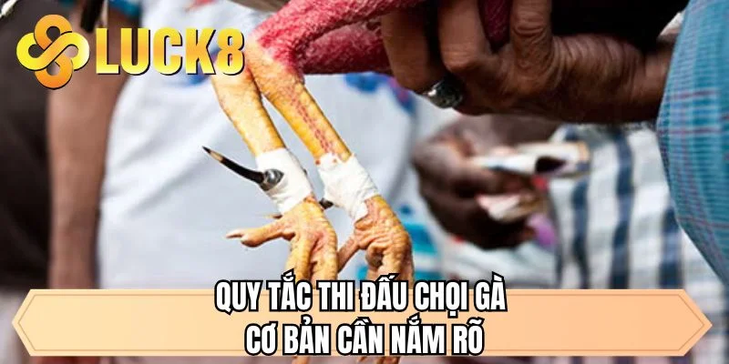 Quy tắc thi đấu chọi gà cơ bản cần nắm rõ 