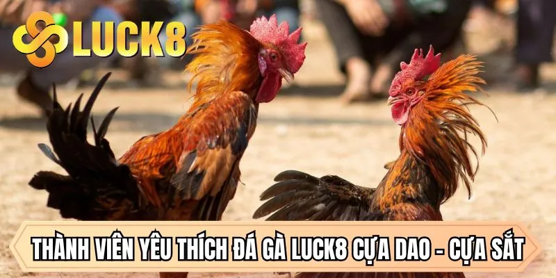 Thành viên yêu thích đá gà LUCK8 cựa dao - cựa sắt