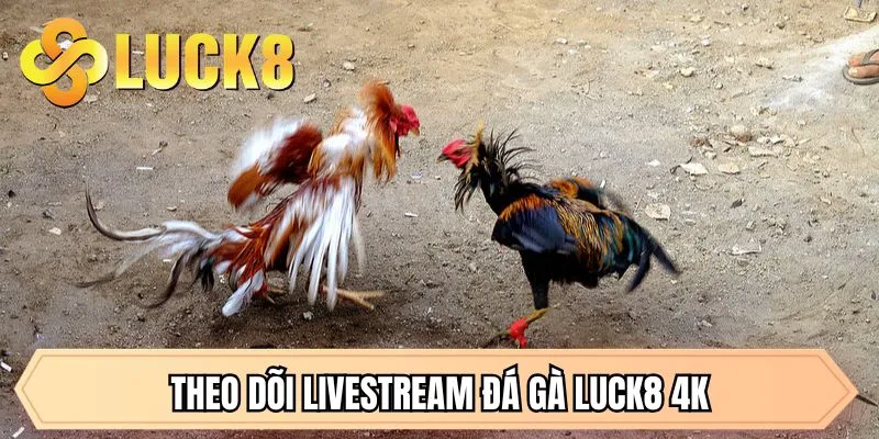 Theo dõi livestream đá gà LUCK8 4K